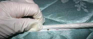 Bed Bug Removal Inspection